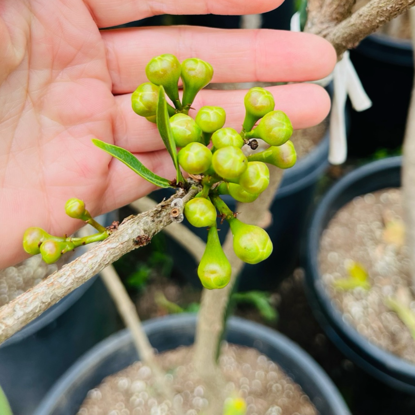 Hand holding a branch with green buds against a blurred background of plants in pots.