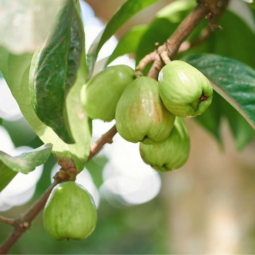 Green fruits on a Green Wax Apple tree branch with leaves