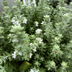 Grey Box Dwarf Coast Rosemary Close-up of a Grey Box Dwarf Coast Rosemary bush with small white flowers