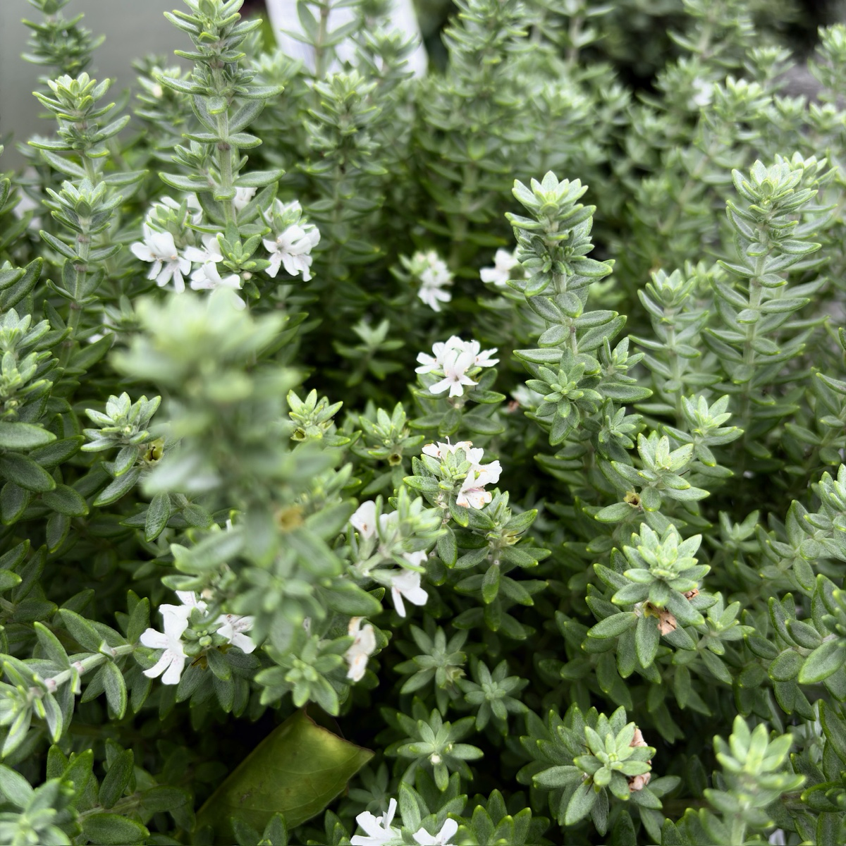 Grey Box Dwarf Coast Rosemary Close-up of a Grey Box Dwarf Coast Rosemary bush with small white flowers