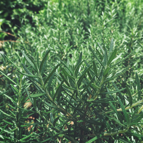 Grey Box Dwarf Coast Rosemary Close-up of Grey Box Dwarf Coast Rosemary leaves with a blurred background