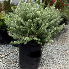 Grey Box Dwarf Coast Rosemary Potted Grey Box Dwarf Coast Rosemary on a gravel surface with other plants in the background