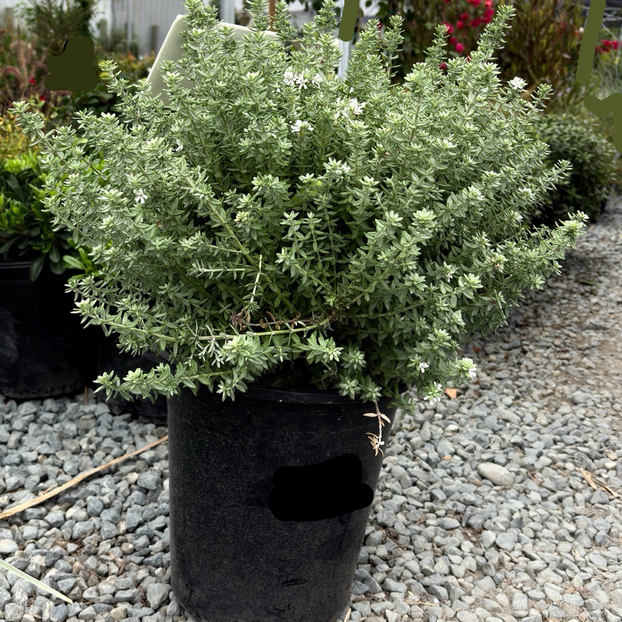 Grey Box Dwarf Coast Rosemary Potted Grey Box Dwarf Coast Rosemary on a gravel surface with other plants in the background