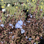 Griffith's Plumbago