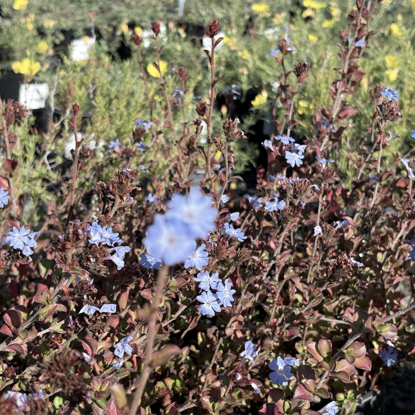 Griffith's Plumbago