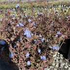 Griffith's Plumbago