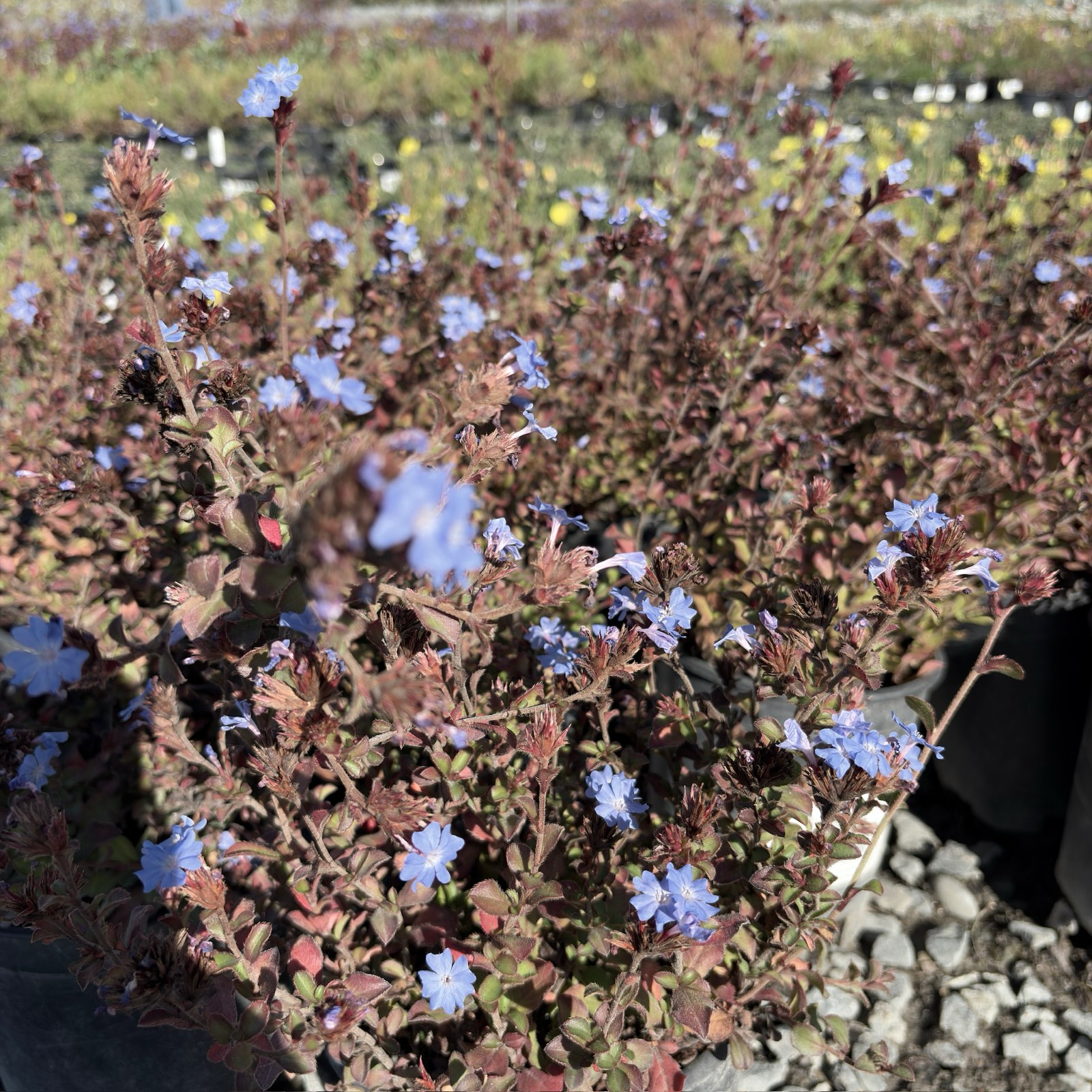 Griffith's Plumbago