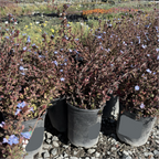 Griffith's Plumbago