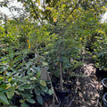 Potted Guamuchil trees in a nursery setting with a focus on a tree