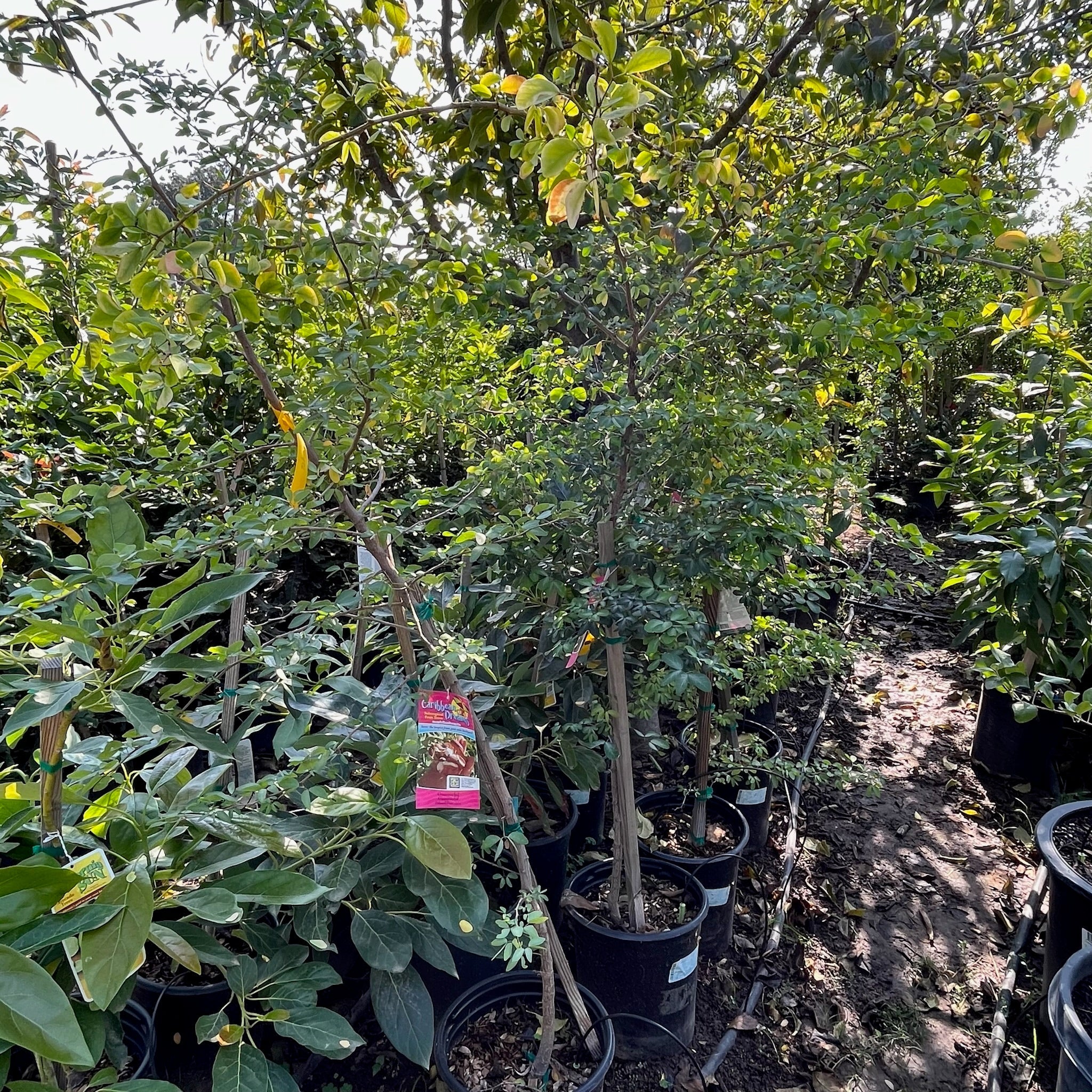 Potted Guamuchil trees in a nursery setting with a focus on a tree
