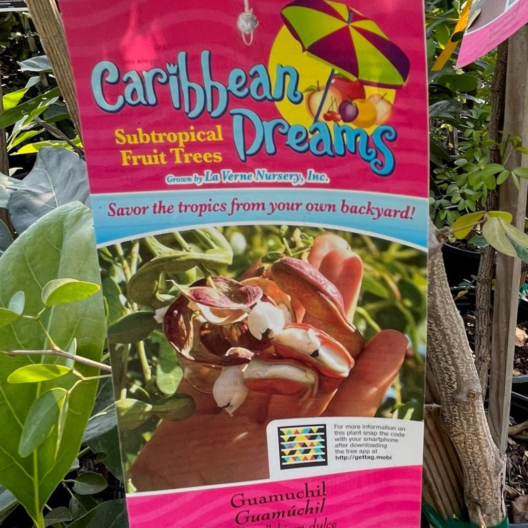 Card for Pithecellobium dulce Trees with a pink border and tropical fruit illustration.