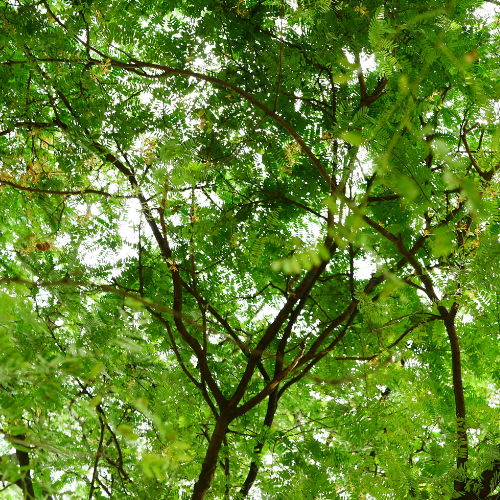Guamuchil Tree canopy with green leaves and branches