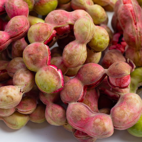 Guamuchil Tree          Close-up of pink and green tropical Manila tamarind fruits on a white background