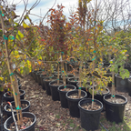 Guava  ‘Tropic White’
