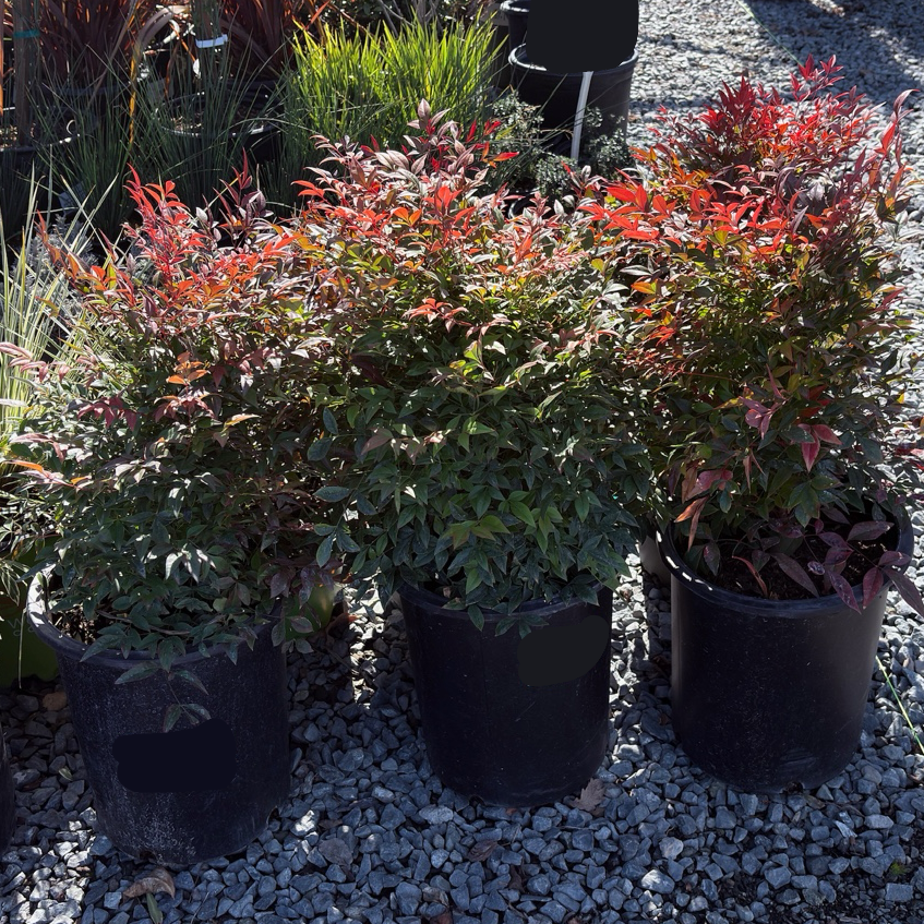 Gulf Stream Heavenly Bamboo | Red-Winter Color Evergreen Shrub