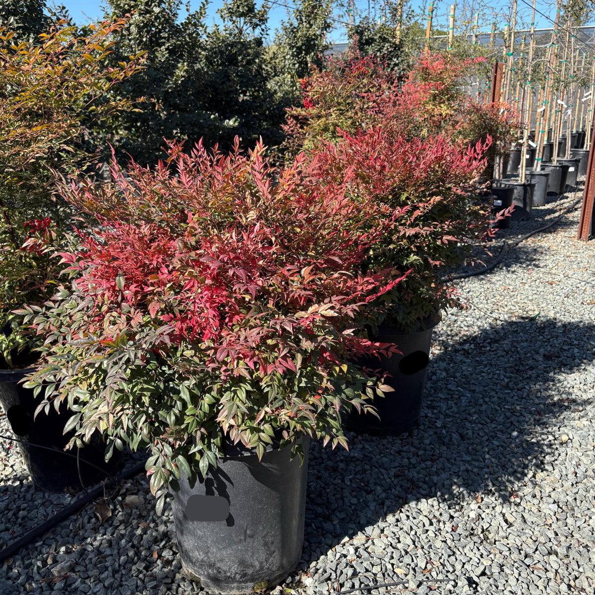 Gulf Stream Heavenly Bamboo