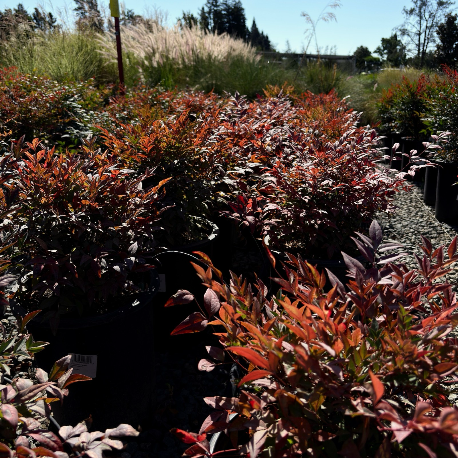 Gulf Stream Heavenly Bamboo