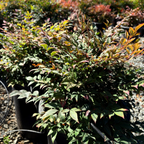 Gulf Stream Heavenly Bamboo