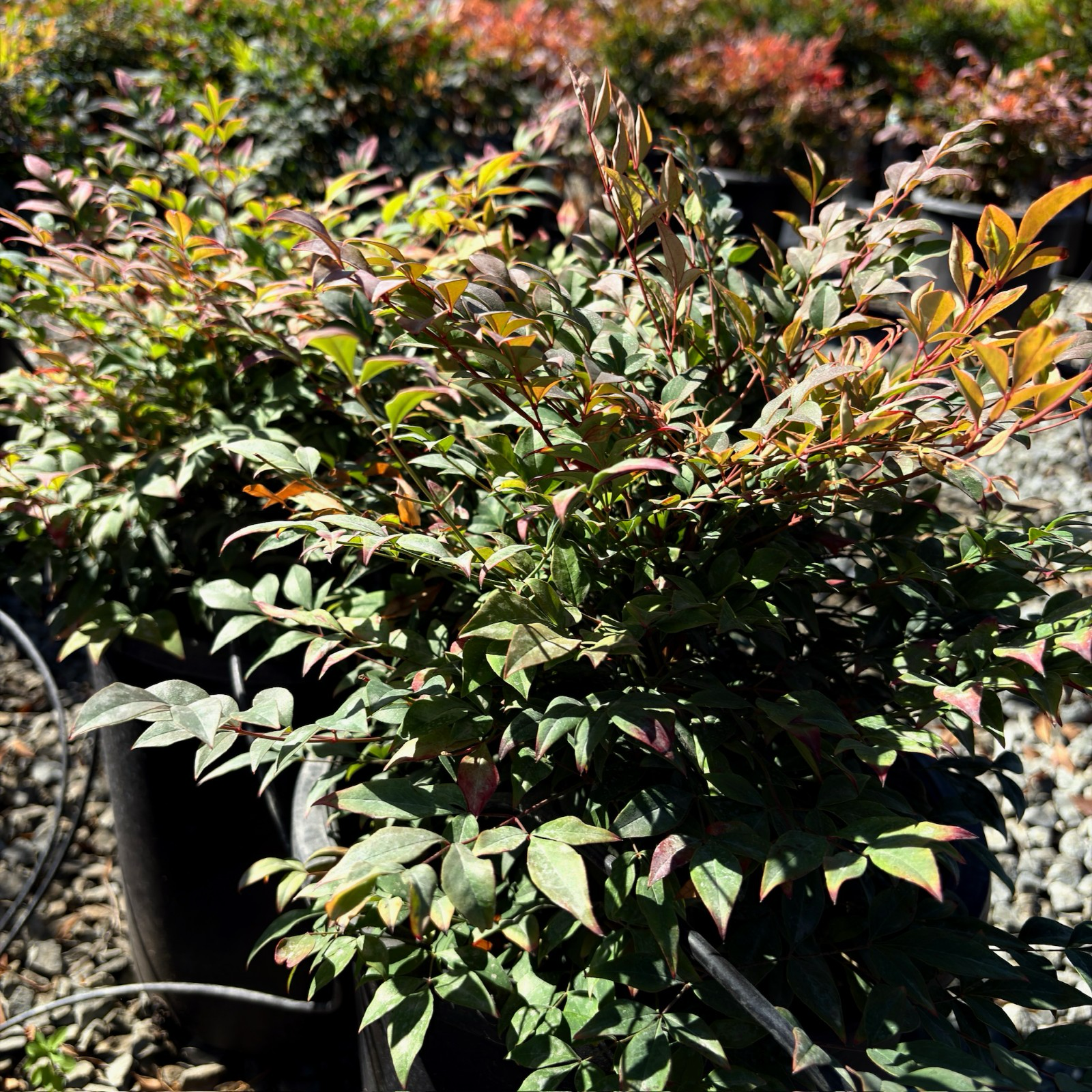 Gulf Stream Heavenly Bamboo