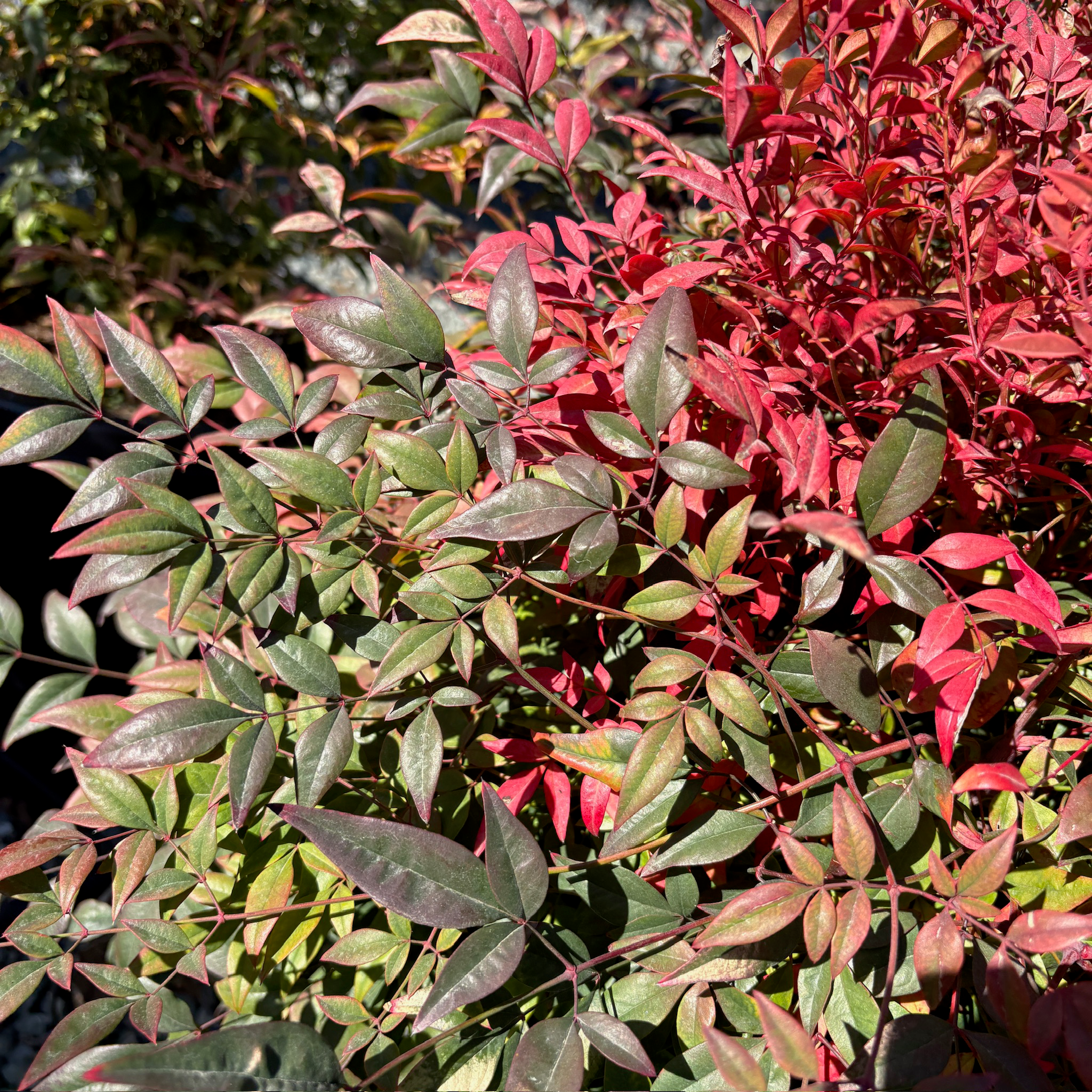 Gulf Stream Heavenly Bamboo