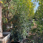 Gulftide Holly Olive