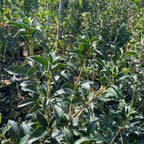 Gulftide Holly Olive