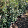 Gulftide Holly Olive
