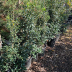 Gulftide Holly Olive