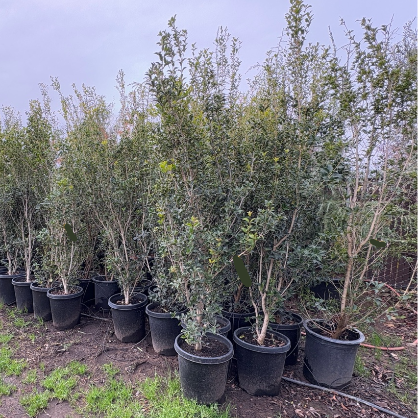 Gulftide Holly Olive