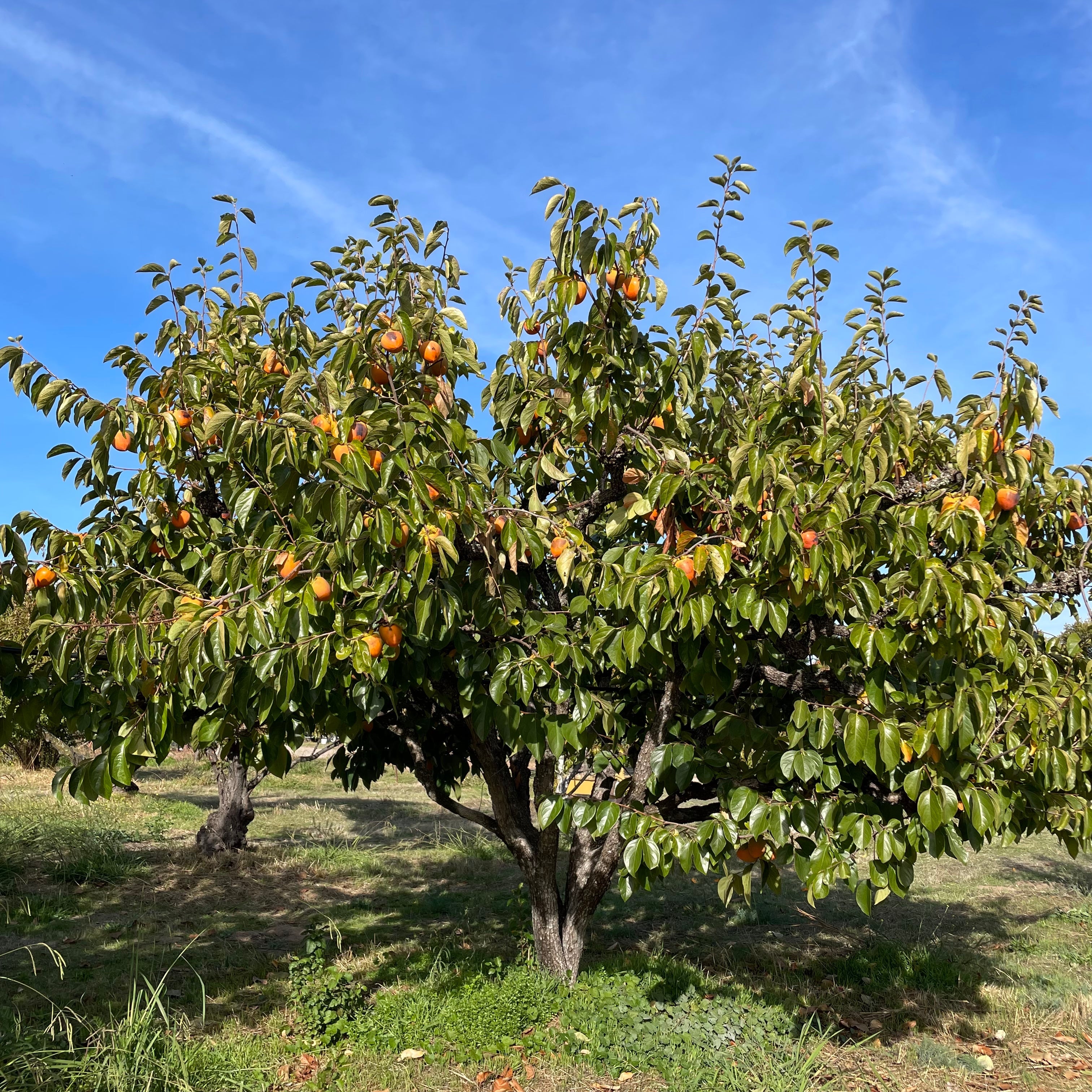 Hachiya Persimmon with fruits under a clear blue sky