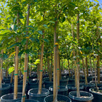 鸡心涩柿 Hachiya Persimmon