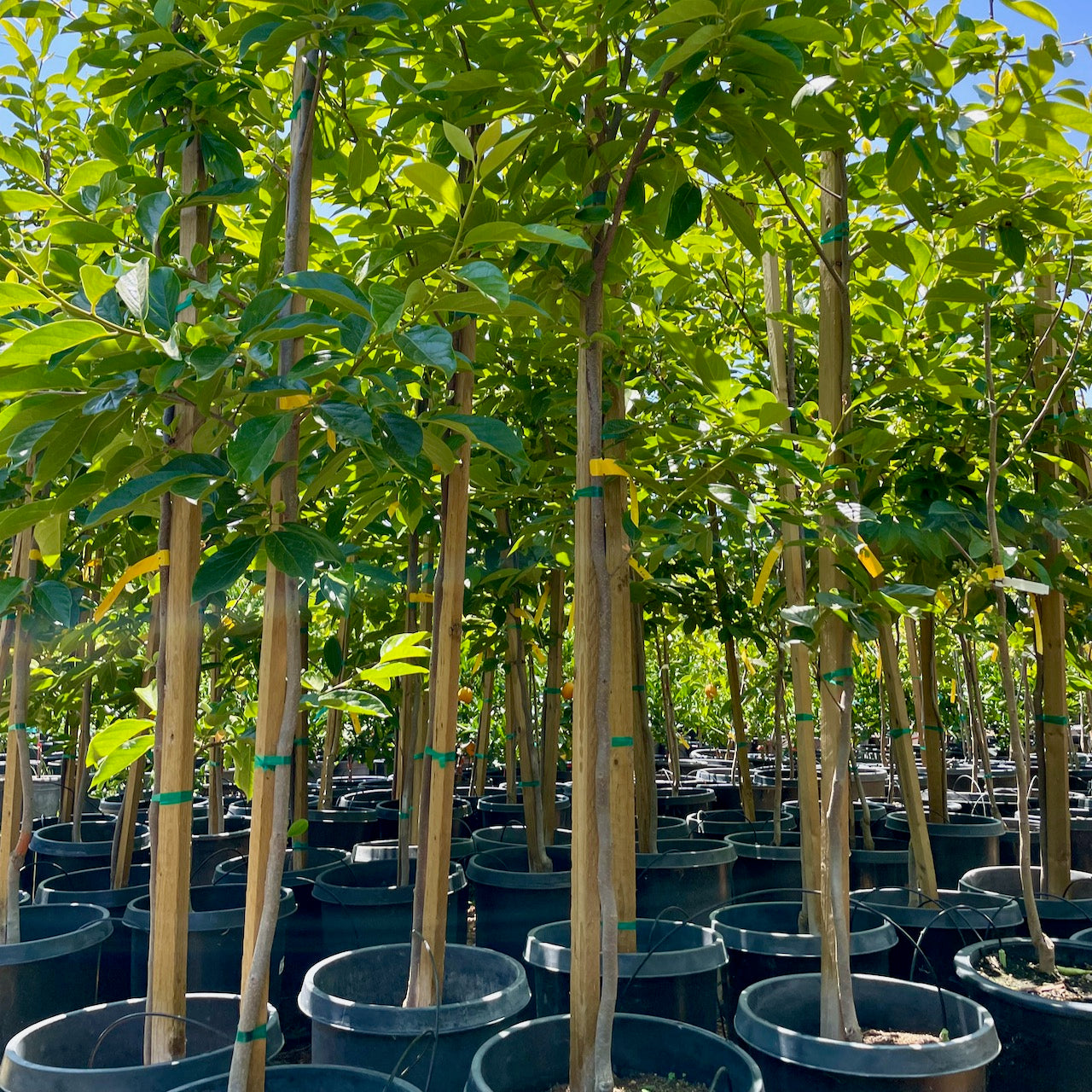 鸡心涩柿 Hachiya Persimmon