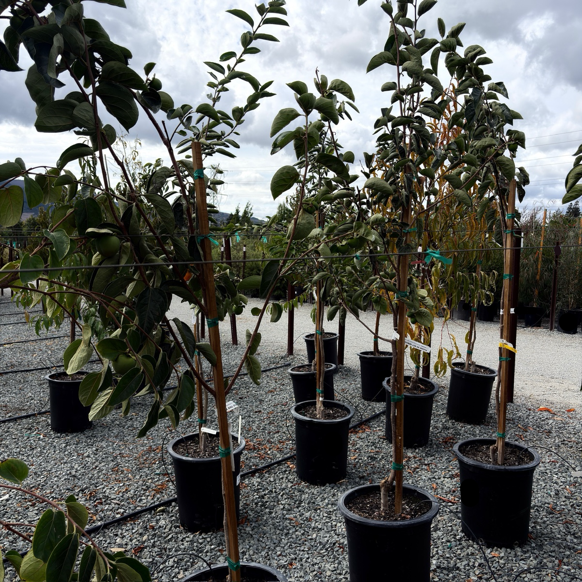Hachiya Persimmon Tree