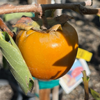 鸡心涩柿 Hachiya Persimmon