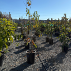 Hachiya Persimmon Tree