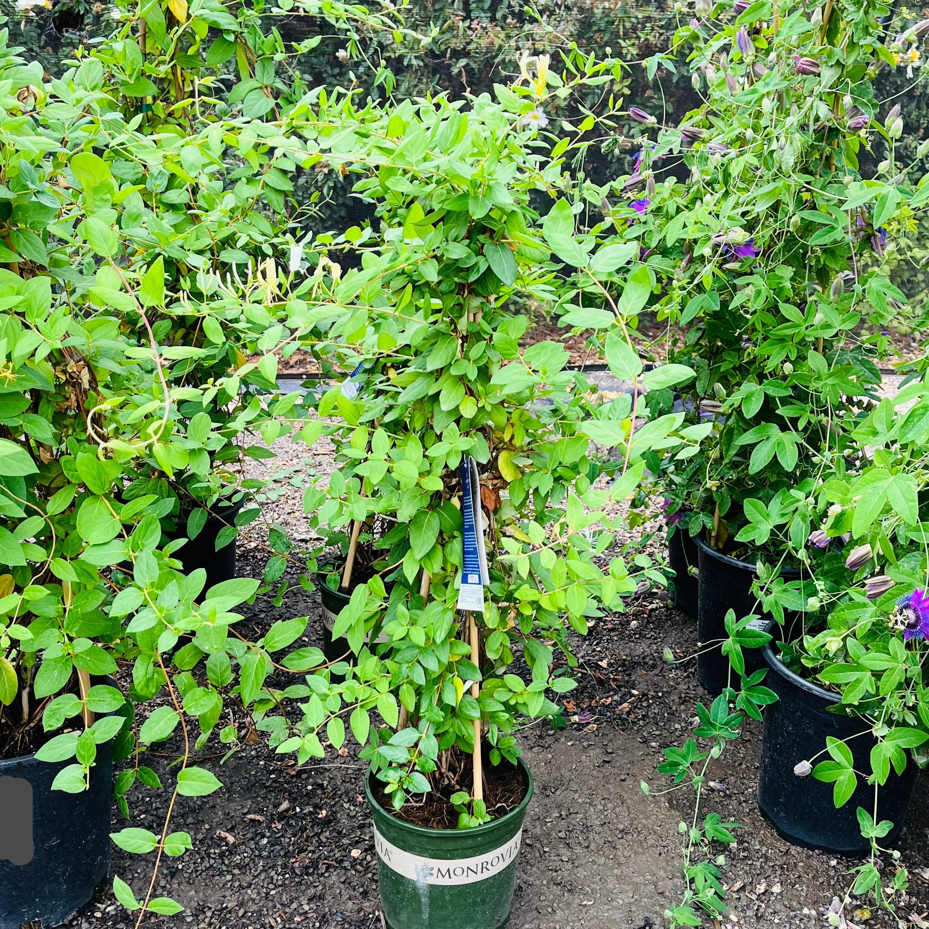 honeysuckle pot plant Hall's Japanese Honeysuckle