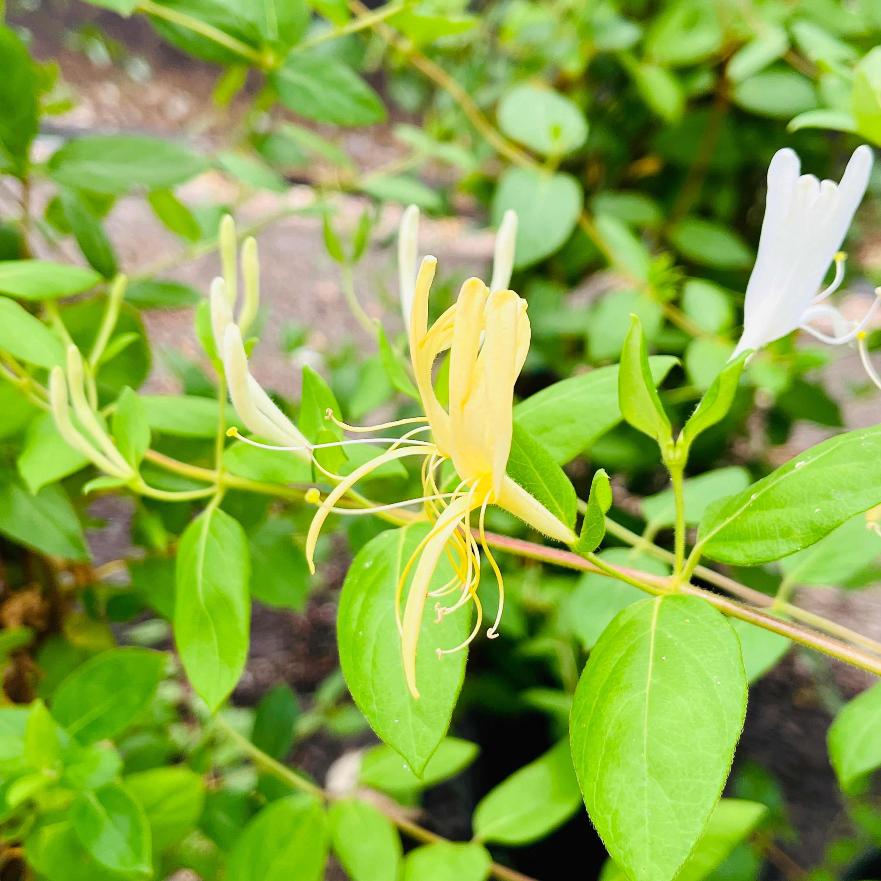 Hall's Japanese Honeysuckle