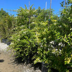 Hall's Japanese Honeysuckle