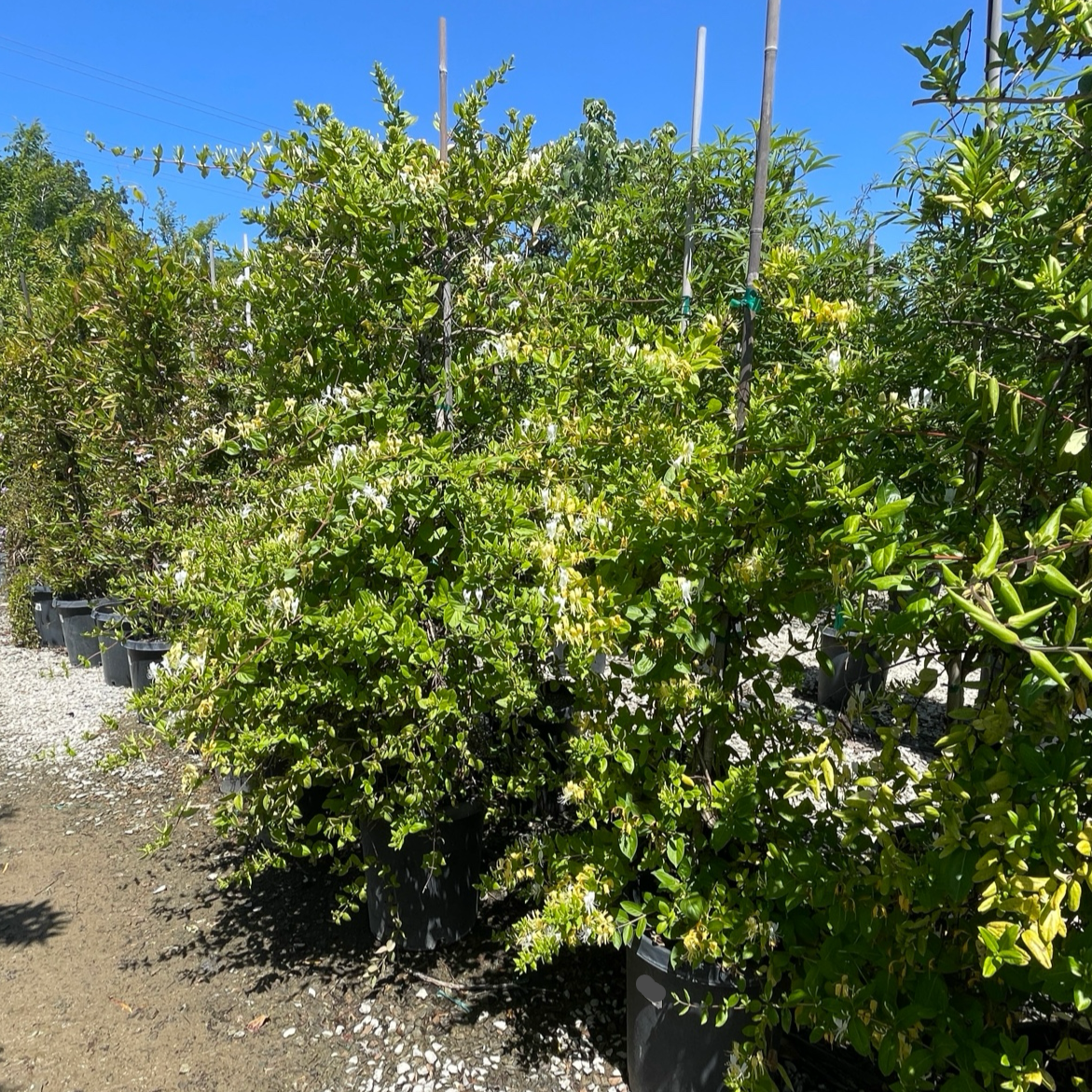 Hall's Japanese Honeysuckle