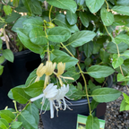 Hall's Japanese Honeysuckle