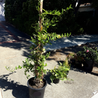 Hall's Japanese Honeysuckle