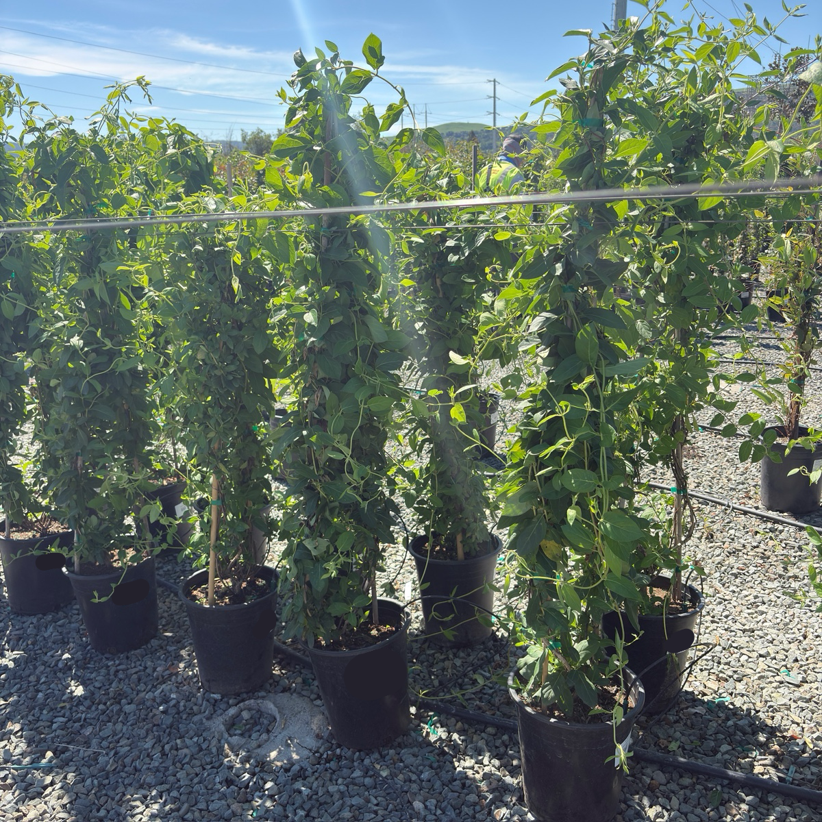 Hall's Japanese Honeysuckle