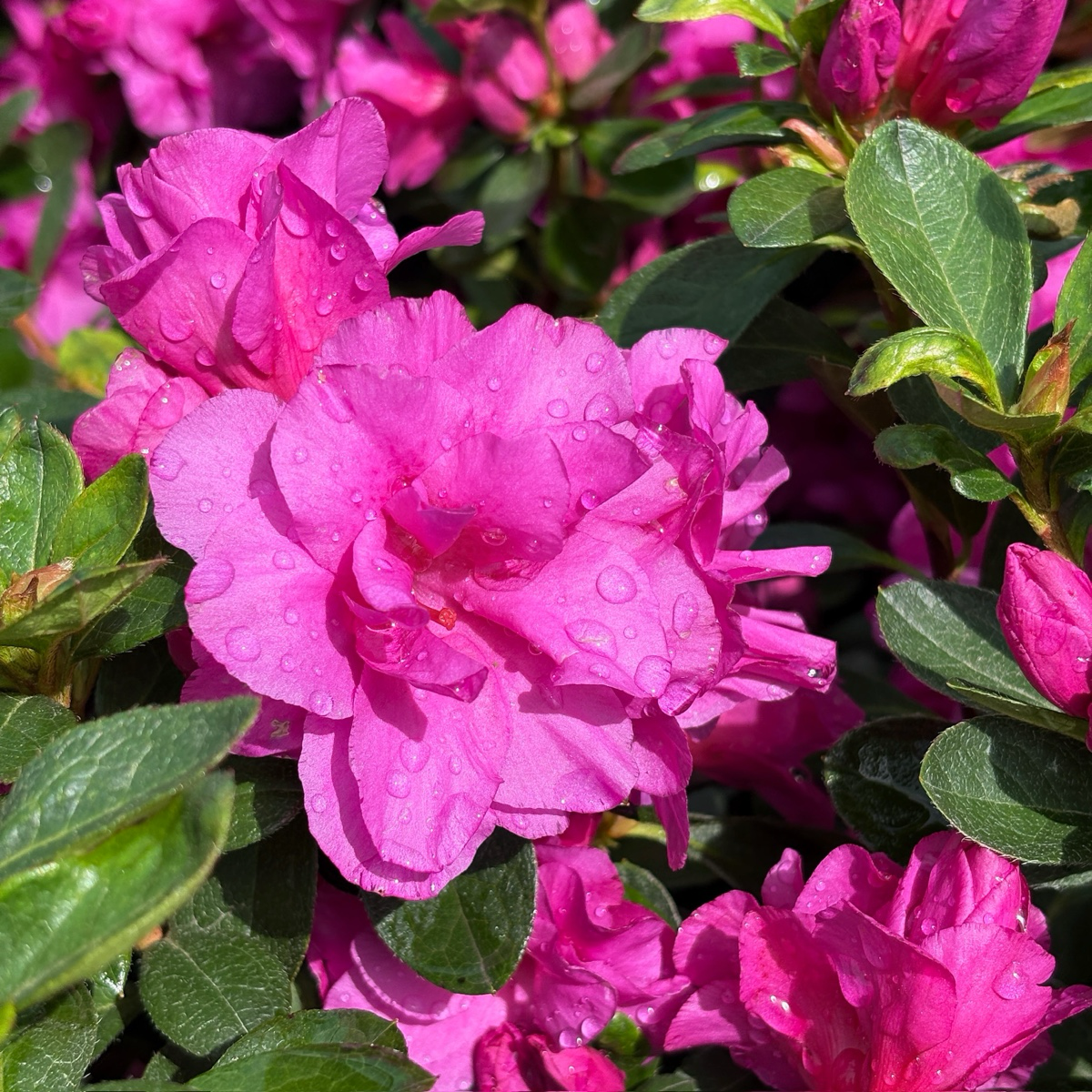Happy Days Azalea