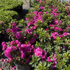 Happy Days Azalea