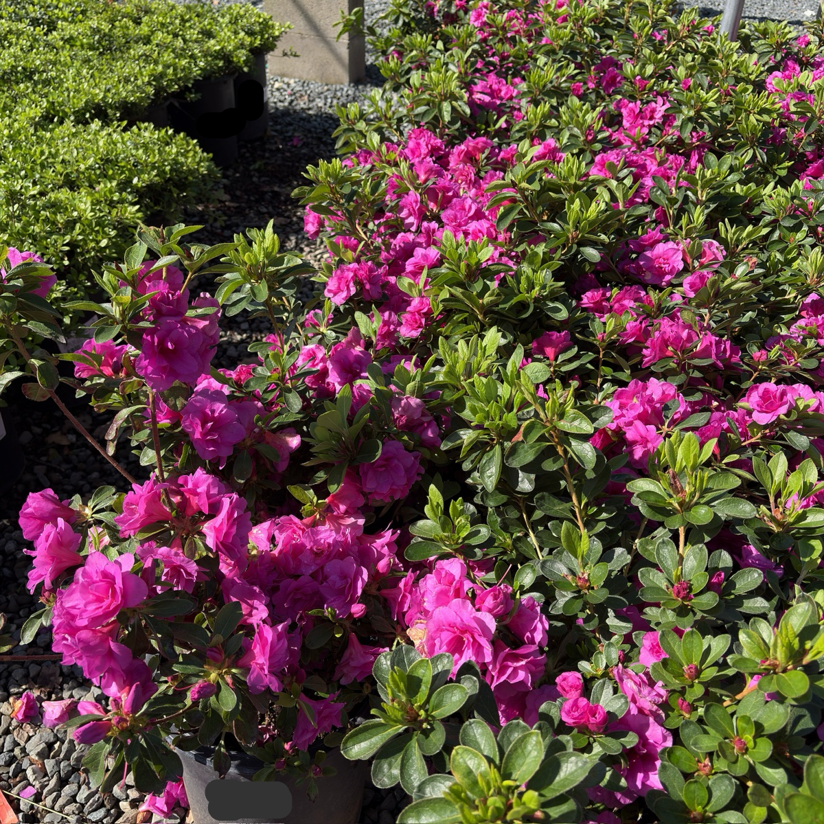 Happy Days Azalea