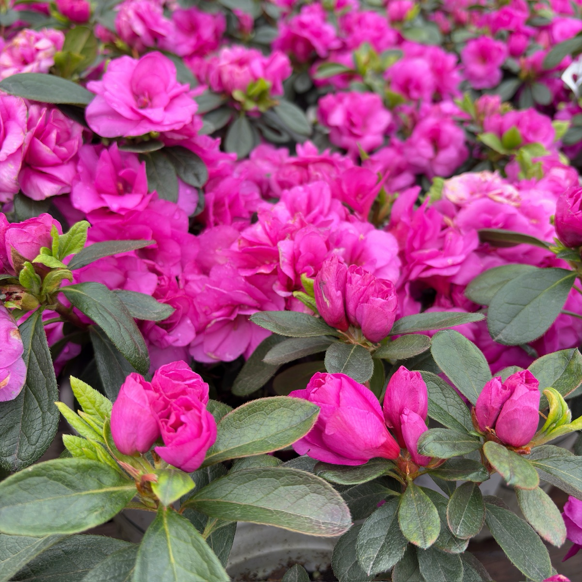 Happy Days Azalea