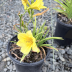 Happy Returns Daylily