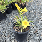 Happy Returns Daylily