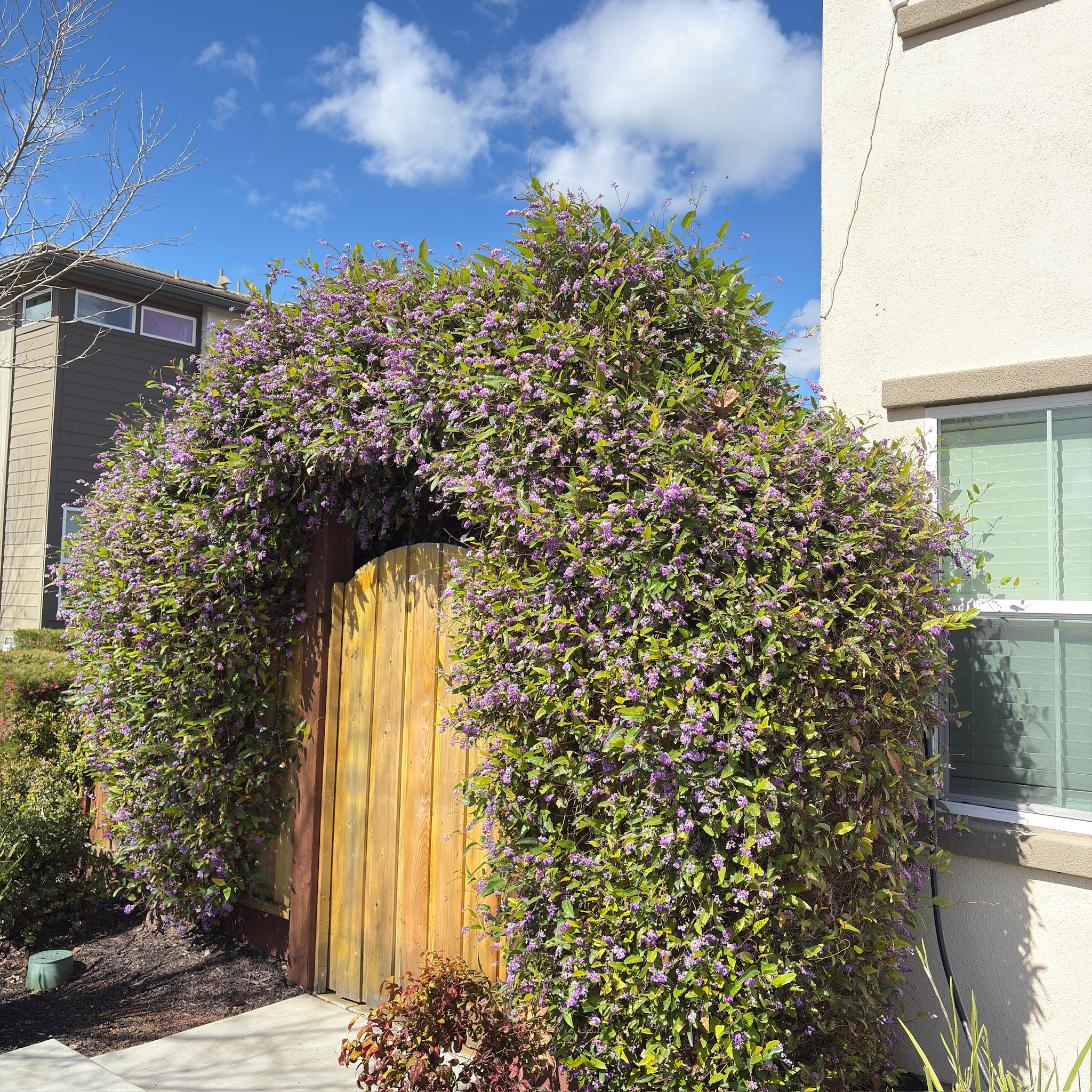 Happy Wanderer Lilac Vine