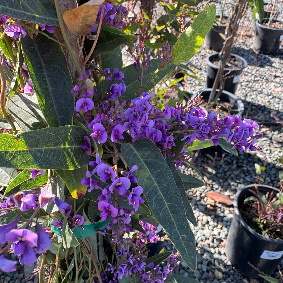  Happy Wanderer Lilac Vine